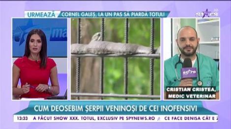 Se întâmplă chiar acum. Invazie de şerpi periculoşi din cauza caniculei!