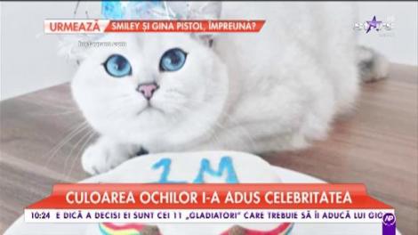 Ea este pisica cu cei mai frumoși ochi din lume