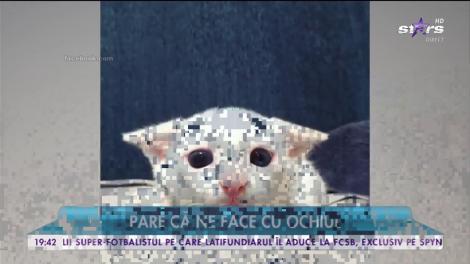 Cea mai simpatică pisică