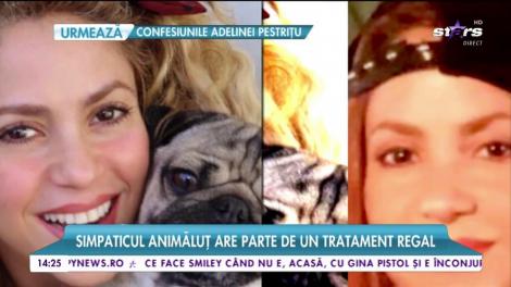 Shakira este îndrăgostită până peste cap de un patruped!