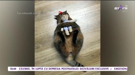Prietenie inedită între o pisică și un ursuleț de pluș