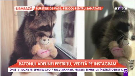 Ratonul Adelinei Pestrițu a devenit vedetă pe Instagram. 12 mii de oameni îi urmăresc zilnic postările
