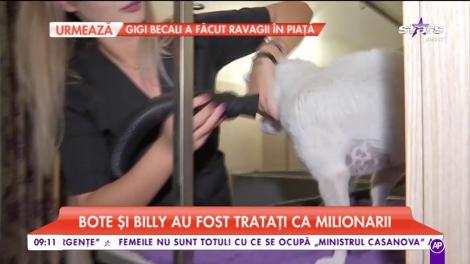 Bote și Billy au fost tratați ca milionarii la un salon de înfrumusețare!