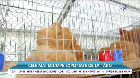 Cel mai important târg agricol din estul Europei. Evenimentul numărul 1 în capitală