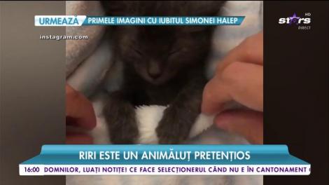 Oana Zăvoranu, o nouă achiziție de lux. Exemplarul a costat peste 500 de Euro