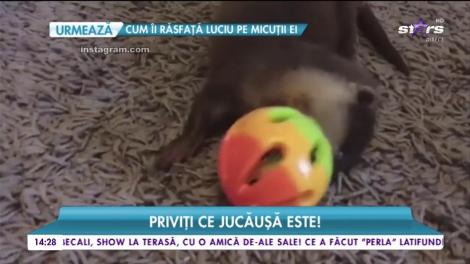 Cea mai frumoasă vidră. Adorabilul animaluț face furori pe internet