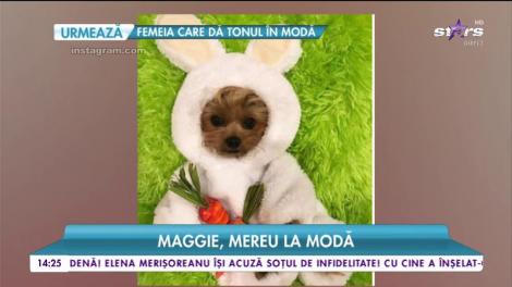 Maggie. mereu la modă. Cea mai drăgălașă cățelușă face furori pe internet