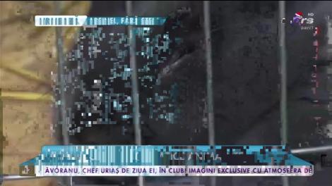 Târg de pomină în București! Cele mai fiţoase şi extravagante animăluţe