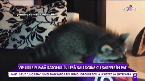 Celebritățile vor cu orice preț să iasă din tipare. Vip-urile plimbă ratonul în lesă sau dorm cu șarpele în pat