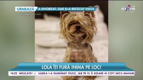 A cucerit internetul cu frumusețea ei. Cațelușa Lola îți fură inima pe loc