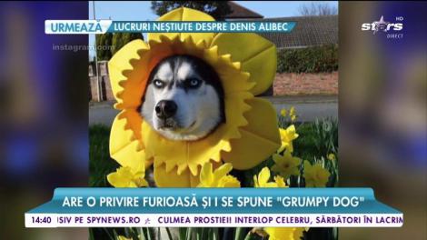 Anuko, cel mai morocănos cățel. Are o privire furioasă și i se spune ”Grumpy dog”