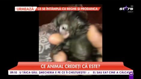 Matinalii au nevoie de ajutor. Ce animal credeți că este?