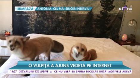 Juniper are două milioane de urmăritori. Este inteligentă, jucăușă și amuzantă