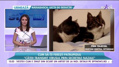 Gripa îți poate ucide animalul de companie. Cum să îți ferești patrupedul