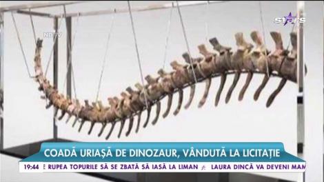 Coadă uriaşă de dinozaur, vândută la licitație