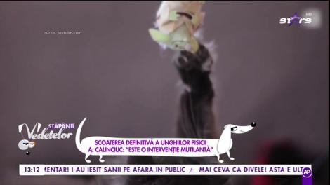Scoaterea definitiva a unghiilor pisicii. A Calinciuc: ”Este o intervenție mutilantă”