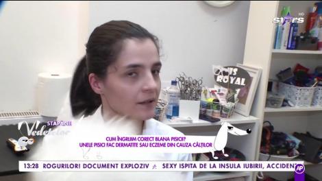 Cum să îngrijim corect blana pisicii? Unele pisici fac dermatite sau eczeme din cauza câlților