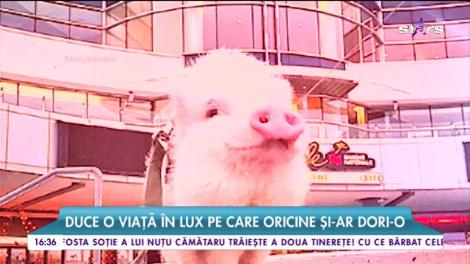 Porcușorul care a cucerit internetul. Cel mai răsfățat animăluț din lume are zeci de mii de urmăritori şi se plimbă în cele mai exotice locaţii din lume. ATENŢIE, imagini adorabile!!!