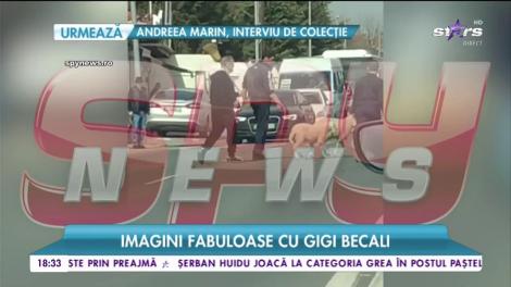 Imagini fabuloase cu Gigi Becali. Cum a mânat turma de oi prin Pipera