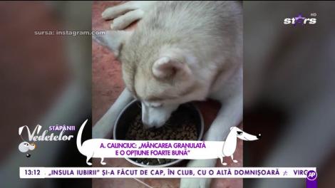 Ce trebuie să oferim câinilor: mâncare gătită sau specială?