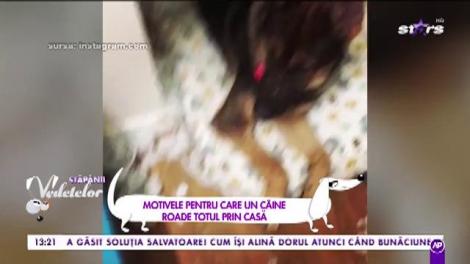Cățelul roade tot prin casă? Specialistul ne învață cum să-l oprim