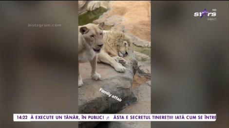 Mare ți-e grădina, Doamne! Cum o fi să te trezești cu tigrul la cap? Un tânăr milionar o știe cel mai bine! Fiul unui magnat din Dubai, vedetă pe Instagram! Și-a învelit și Ferrari-ul de 200.000 de lire în Louis Vuitton