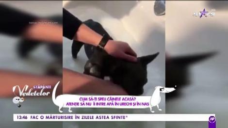 Cum să-ți speli câinele acasă. Atenție să nu îi intre apă în urechi și nas