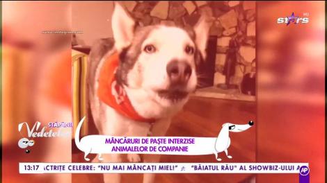 Mâncăruri de Paște interzise animalelor de companie: ”Ouăle fierte nu sunt tolerate de către carnivore”