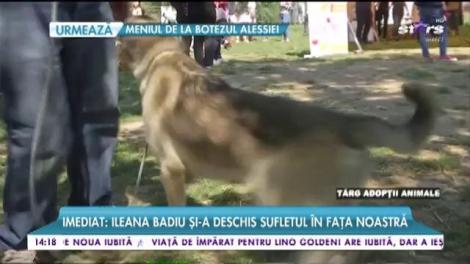 Târg de adopții în capitală! Vrei o pisică sau un cățeluș? Nimic mai simplu!