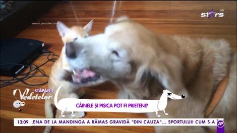 Câinii și pisicile pot fi prieteni? Specialistul are răspunsul