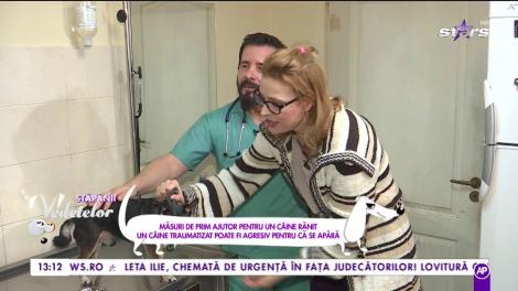 Măsuri de prim ajutor pentru un câine rănit