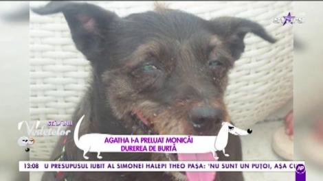 Monica Davidescu, o mare iubitoare de animale!