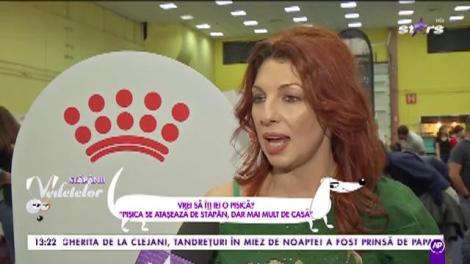 Vrei să-ti iei o pisică? Iată ce trebuie să știi