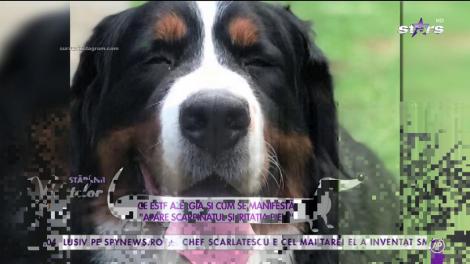 Protejează-ți animăluțul de companie. Ce este alergia și cum se manifestă!