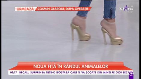 Cocoșul încălțat, în platoul Star Matinal! Răzvan Botezatu probează pantofii cu toc ai Nataliei: "Zici că sunt Cenușăreasa!"