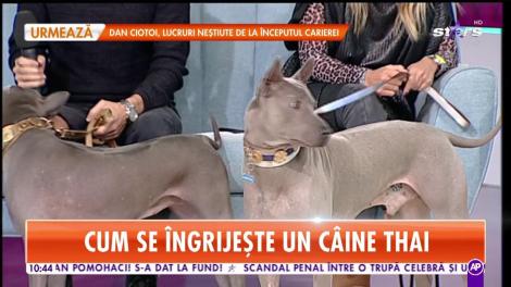 Ce trebuie să știi dacă vrei un câine din rasa Thai: "Se nasc cu o frică instinctivă de oameni"