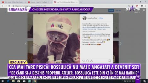 Singura pisică angajată a devenit şef. Bossulică a avansat în carieră