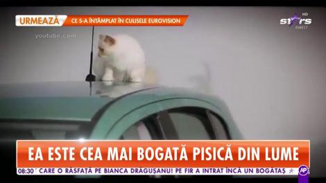 Decizie neaşteptată în testamentul lui Karl Lagerfeld. Choupette este moştenitoarea averii de peste 250 de milioane de dolari