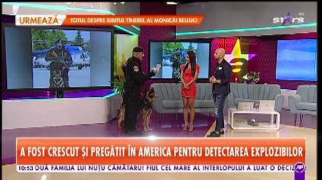 Un labrador din SUA a fost donat pentru Jandarmeria Română