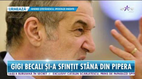 Imagini de senzație cu Gigi Becali și turma lui de oi. Afaceristul şi-a sfinţit stâna din Pipera!