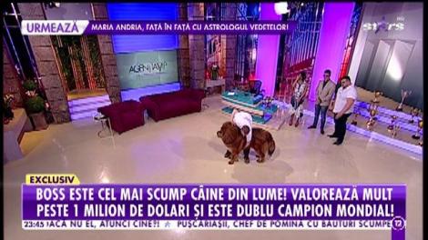 Câinele care valorează mult peste un milion: Are 69 de titluri și niciun loc doi