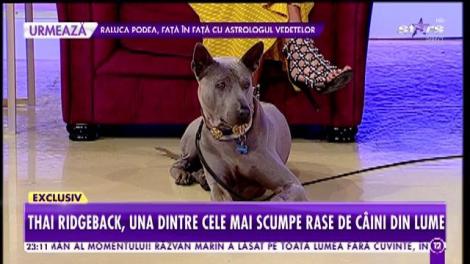 Thai Ridgeback, una dintre cele mai scumpe rase de câini din lume