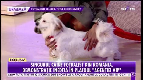 Agentia VIP. Oscar, singurul câine fotbalist din România. Mariana Calfa: Știe engleza și germana de când avea o săptămână!