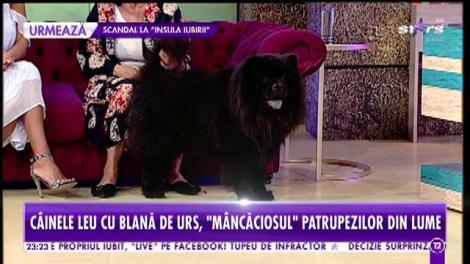 Câinele Leu cu blană de urs, mancaciosul patrupezilor din lume: Aron este periat în fiecare zi timp de 15 minute