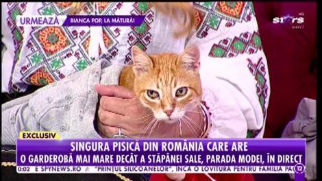 Agenția Vip. Pisica Marianei Calfa trăiește într-un castel și are propria menajeră. Hainele ei sunt croite din cele mai fine materiale