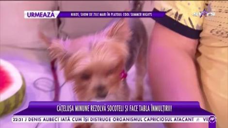 Cool Summer Nights. Inna, cățelușa minune, rezolvă socoteli și face tabla înmulțirii!