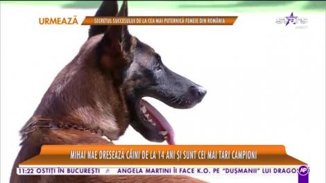 Star Matinal. De ce este important dresajul de grup