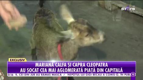 Show total în centrul Bucureştiului! Maria Calfa, la piață cu o capră în lesă!