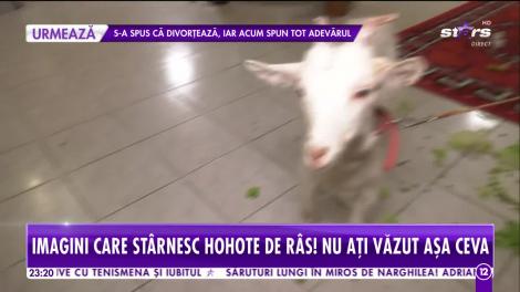 Agenția Vip. Mariana Calfa, show cu capre, găini și rațe. Câte animale are în casă vedeta