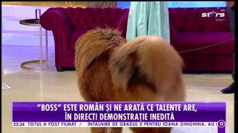 Agenția VIP. Cel mai frumos mastiff tibetan din lume, demonstraţia inedită. Boss are peste 250 de premii câștigate